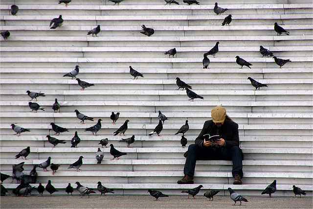 Le lecteur et les pigeons