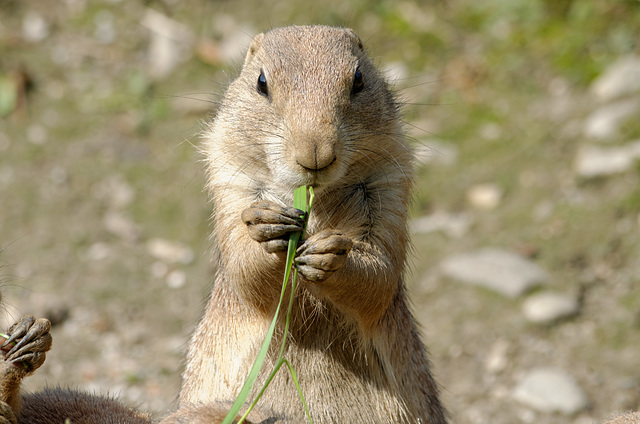 Le repas des chiens de prairie (3)