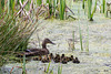 New lives on the pond - all 13 of them!