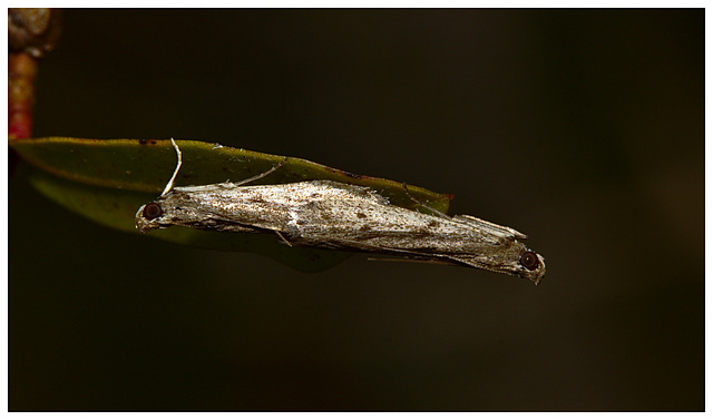 Moths IMG_2304