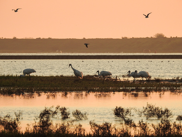 Day 3, ENDANGERED Whooping Cranes / Grus americana at sunrise