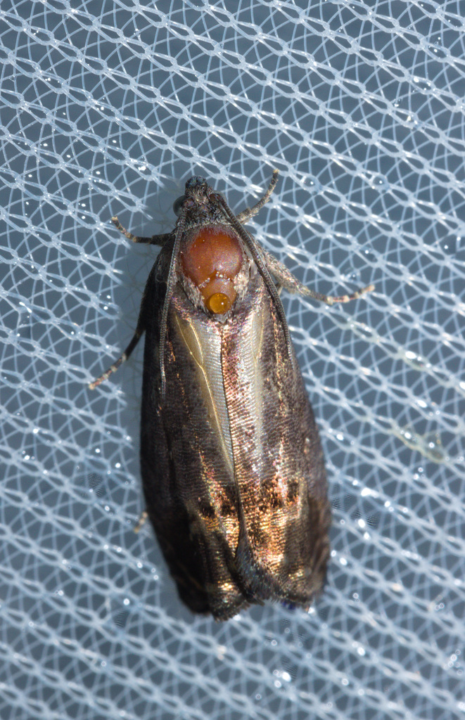 MothIMG 5821