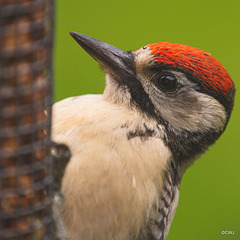 I think this fellow thinks the peanut-feeder is home - if he is not eating, he seems to just use it as somewhere to hang!