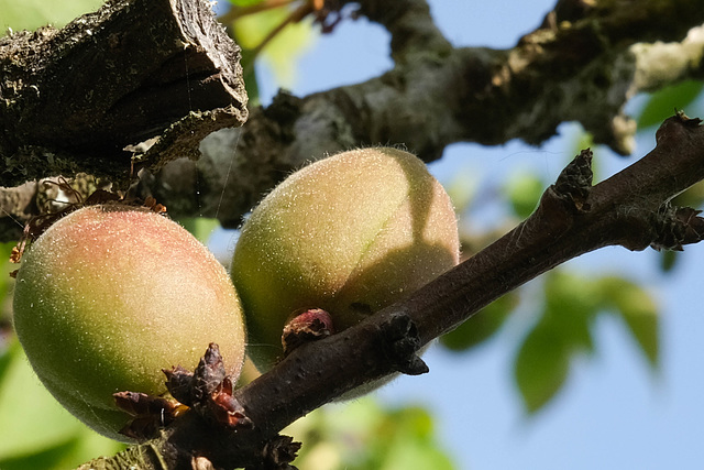 les abricots