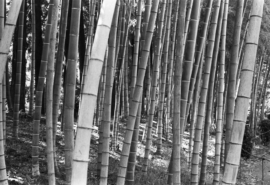 Bamboo