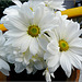 Crisantemi bianchi