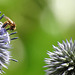 20230716 2199CP~V [D~LIP] Kugeldistel, Gelbbindige Furchenbiene (Halictus scabiosae),  Bad Salzuflen