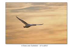 A Swan over Cuckmere - 27.1.2015