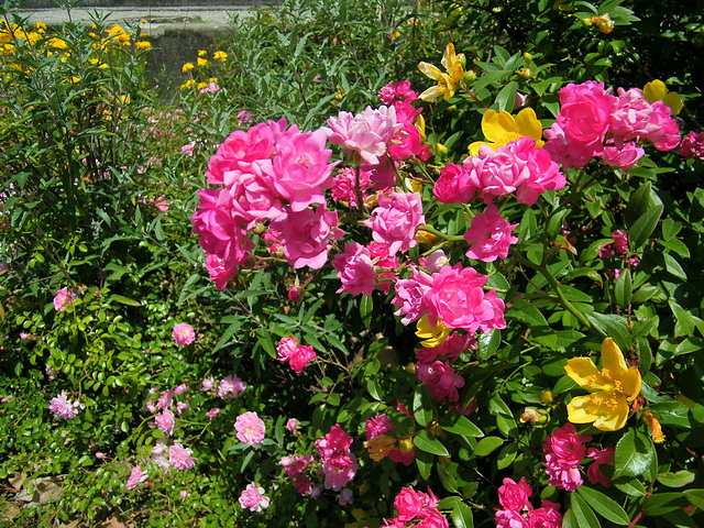 Fleurs de l'été dernier...