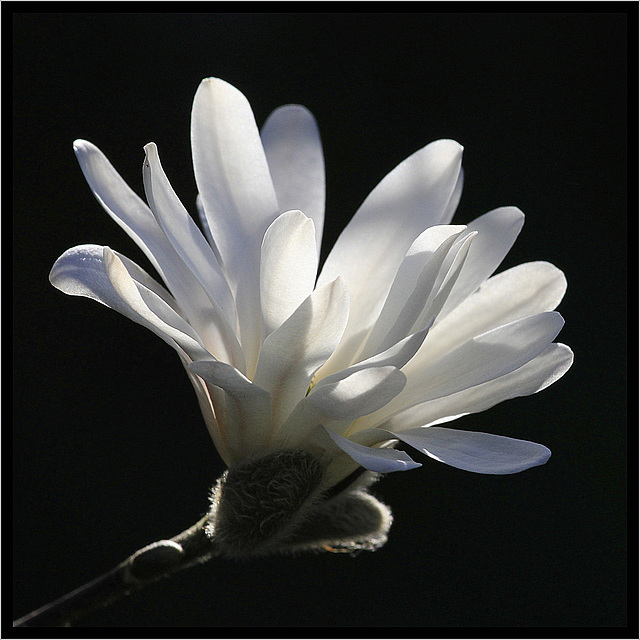 Magnolia