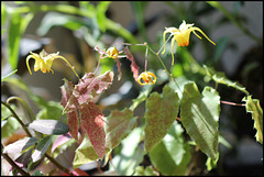 Epimedium 'Amber Queen'