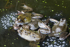 Pond orgy