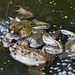 Pond orgy