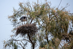 20150518 7926VRTw [R~F] Graureiher (Ardea cinerea), Parc Ornithologique, Camargue
