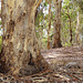 Blue Gum Woodland, Belair NP