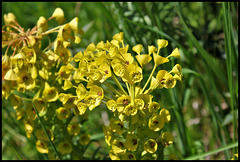 Euphorbia characias (4)