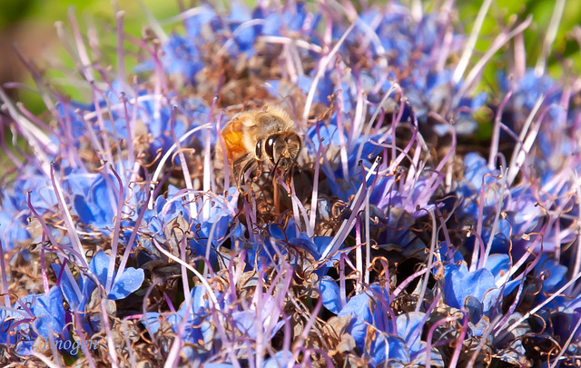 Bee shapeshifter