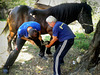 Shoeing of horses II