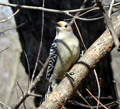 Female Red-bellied Woodpecker
