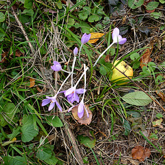 's is Herbscht