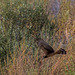 Northern Harrier