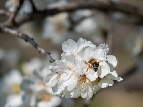 Mandelblüte