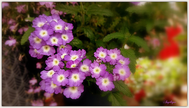 lantana montevidensis ?  Bonne semaine ❤️