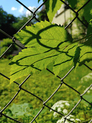 Real and Shadow Fence - HFF