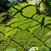 Real and Shadow Fence - HFF