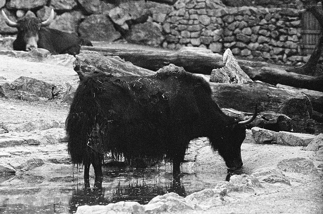 Tiergarten Straubing, Film