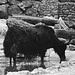 Tiergarten Straubing, Film