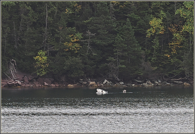 Tuna's jumpin' and the gull is amused