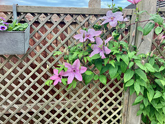 ClematisJune25 ClematisJune25