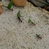 Ants Carrying Leaves