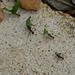 Ants Carrying Leaves