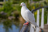 White pigeon