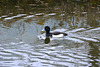 Tufted Duck