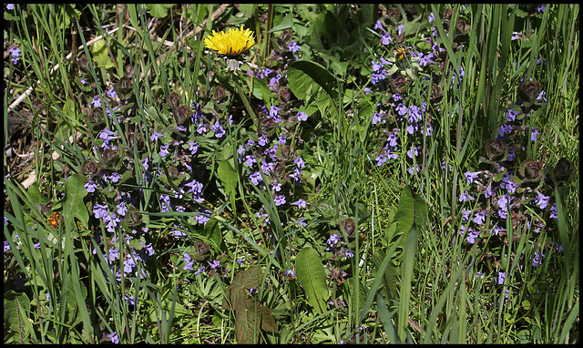 Glechoma hederifolia colonisation