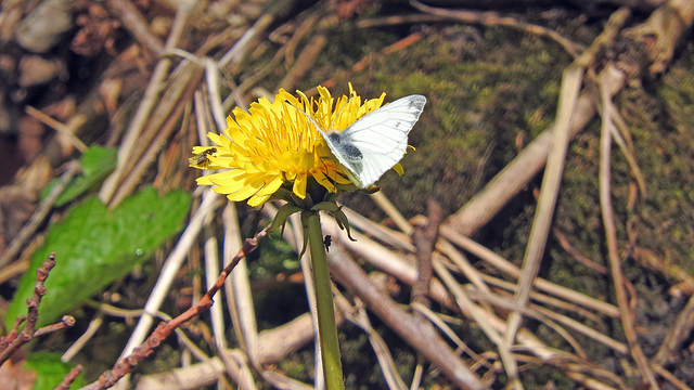 Large White