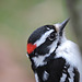 Downy Woodpecker