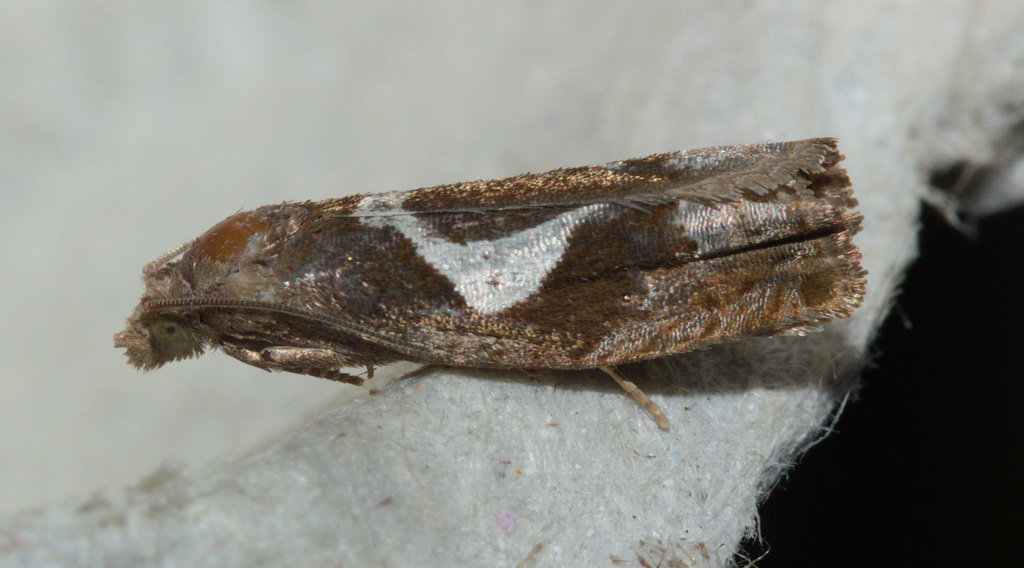 MothIMG 5808