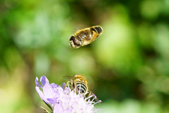 Sturzangriff einer Schwebfliege