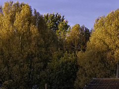 Sunlit autumnal tree colour