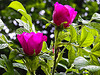 20210606 0442CPw [D~LIP] Rose, UWZ, Bad Salzuflen