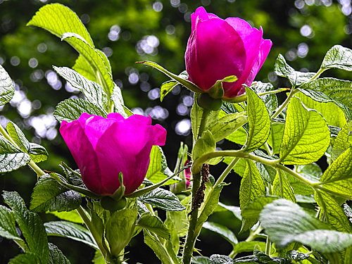 20210606 0442CPw [D~LIP] Rose, UWZ, Bad Salzuflen