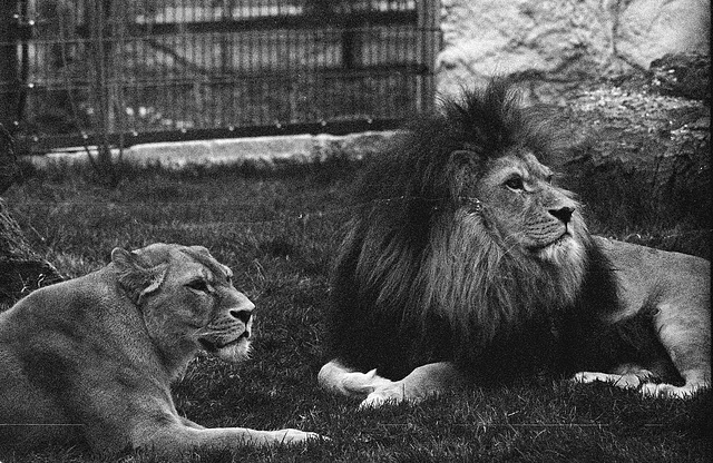Tiergarten Straubing, Film