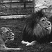 Tiergarten Straubing, Film