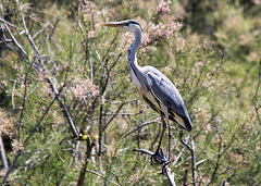 20150518 7929VRTw [R~F] Graureiher (Ardea cinerea), Parc Ornithologique, Camargue