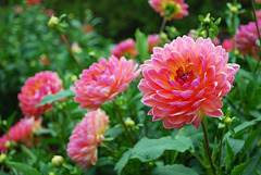 Dahlias in Bloom!