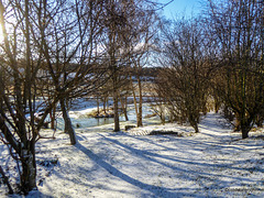 Pond garden -  February snow